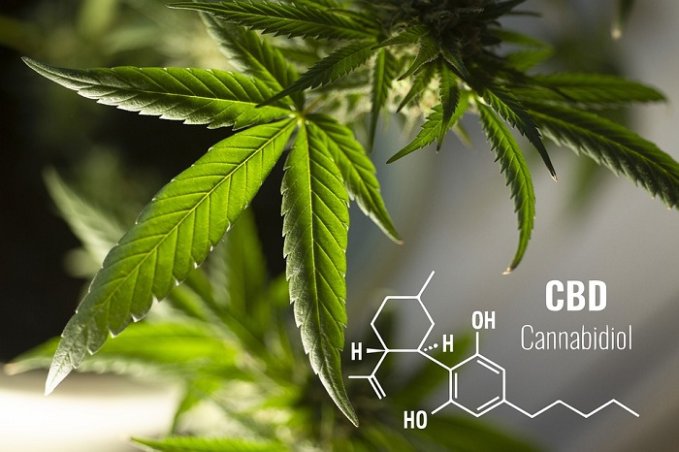 Growing High-CBD Cannabis